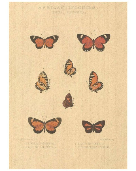 Flax Art Poster | Encyclopedia Butterfly D | FWP-AP-EN2D